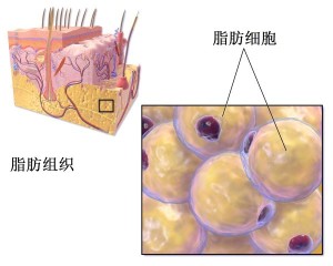 脂肪组织