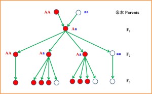 孟德尔表示3与1之比的杂交试验图解