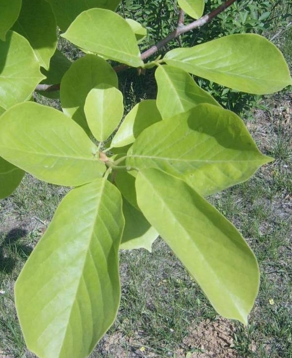 双子叶植物纲