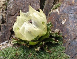 雪莲花（菊科凤毛菊属植物）