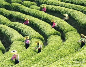 雁南飞茶田采茶