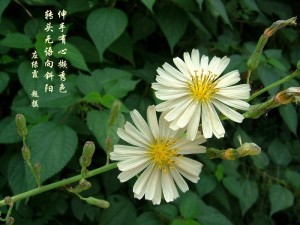 《唐本草》记载植物