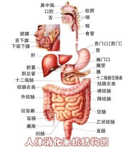 消化系统