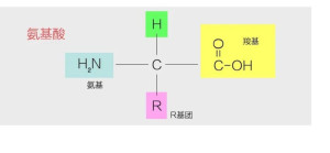 氨基酸