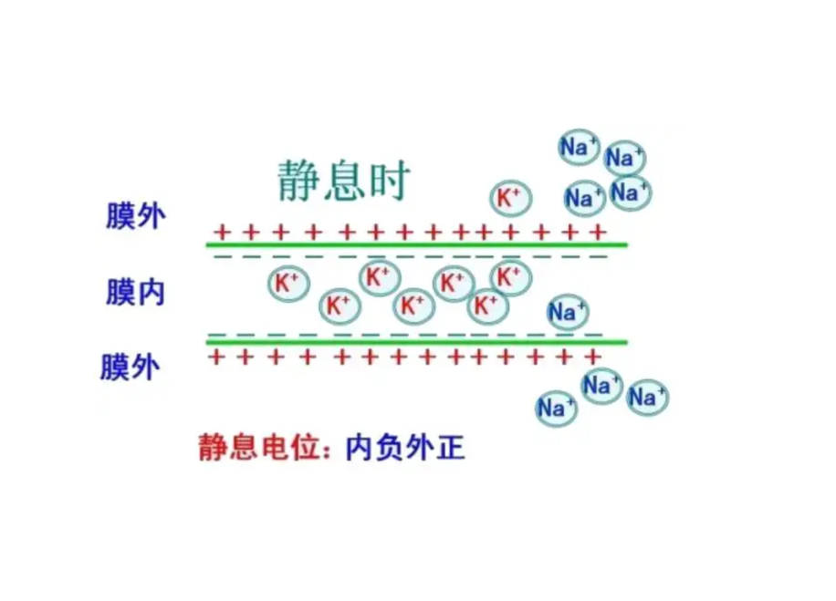 静息电位