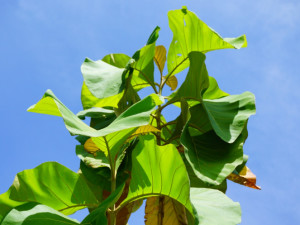 双子叶植物