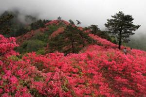 麻城杜鹃花