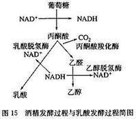 发酵过程