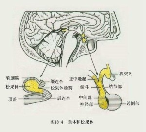 垂体和松果体