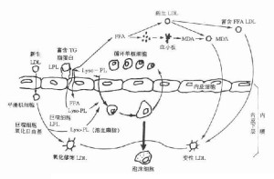 脂质过氧化