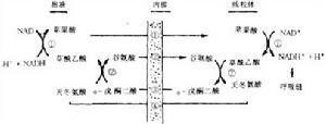 苹果酸穿梭系统