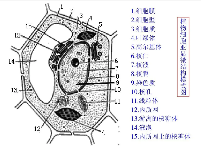 细胞器