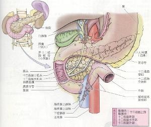 十二指肠相关图示