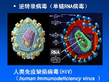 RNA病毒