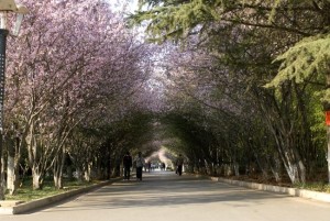 莲华校区海棠路