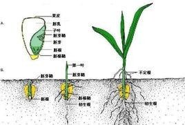 种子活力