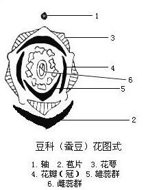 豆科(蚕豆)花图式