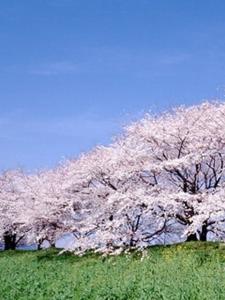 樱花树照片集锦