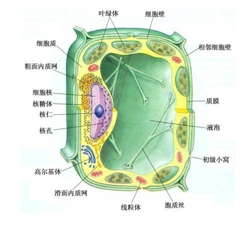 细胞器