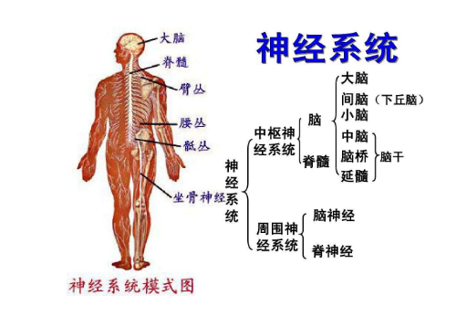 神经系统