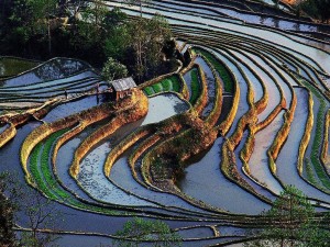 元阳梯田