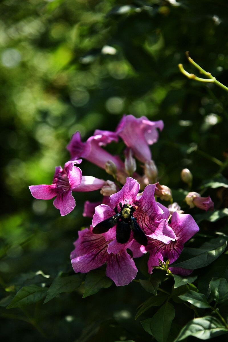 凌霄花