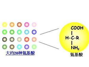 必需氨基酸