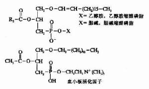 甘油磷脂