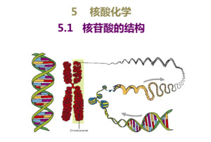 核苷酸的组成