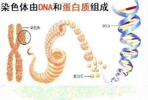 人类的染色体