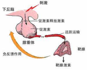 腺垂体结构