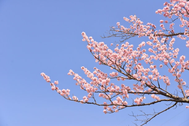 樱花树