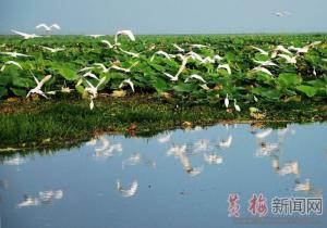 龙感湖湿地自然保护区