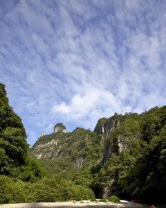 泛北极植物区