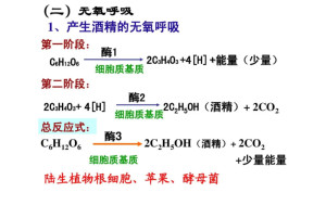 无氧呼吸