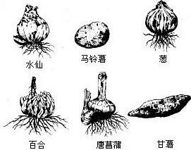 植物营养繁殖