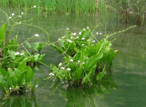 水生植物