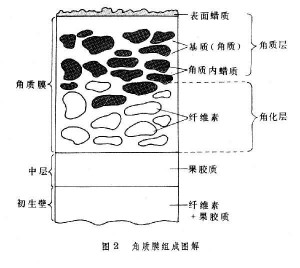 角质膜组成图解