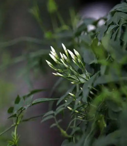 素馨花