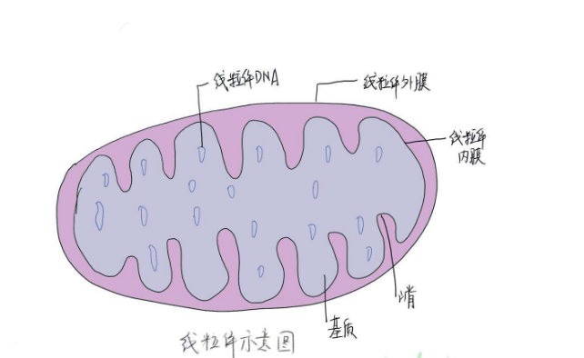 线粒体