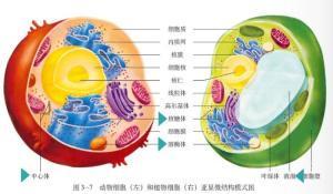 动物细胞与植物细胞细胞的细胞器