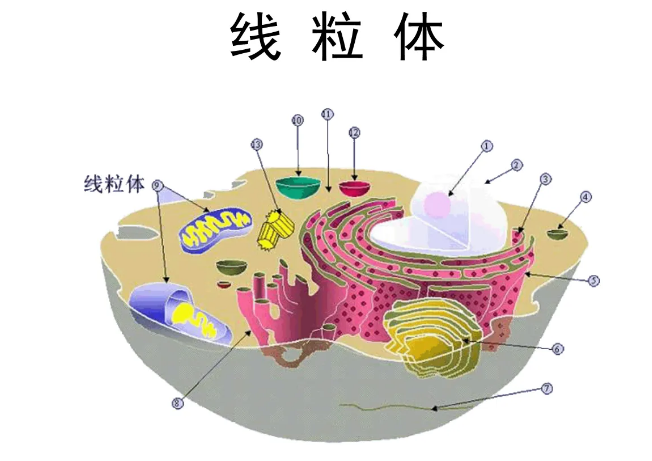 线粒体