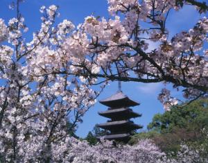 日本樱花