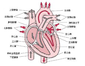 心脏