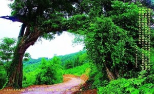 紫荆山景区