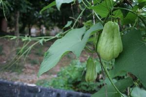 胎生植物