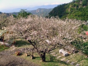 梅岭梅花