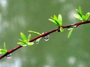 雨水