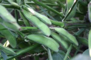 大豆植株 豆荚