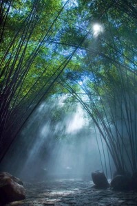 热带雨林